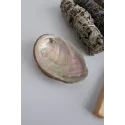 Abalone schelp