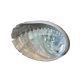 Abalone schelp 10