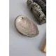 Abalone schelp 10