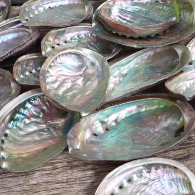 Abalone shell 10